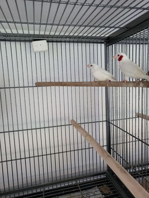 Oiseaux exotiques coup coupé mutation blanc et autres 25 86430 Luchapt
