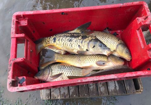 Carpe 4 71540 Barnay