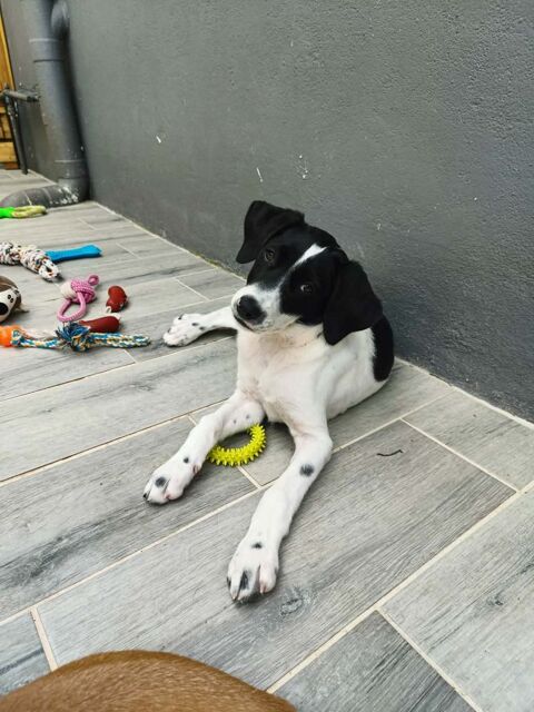 Oma&iuml;a, femelle, x border collie, n&eacute;e le 20/10/2025 300 68000 Colmar