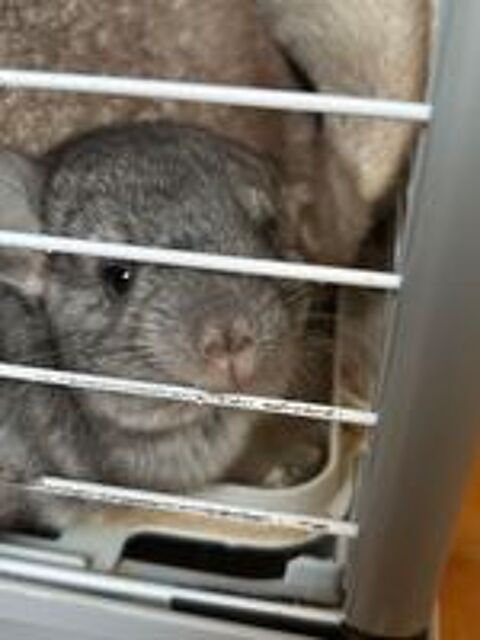   de petit chinchilla bb 