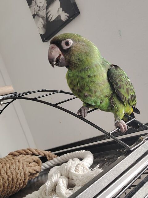 Perroquet de jardines 1500 62800 Li�vin