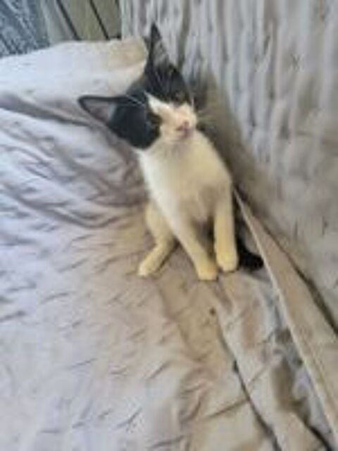   Chatons Maine Coon adorables  