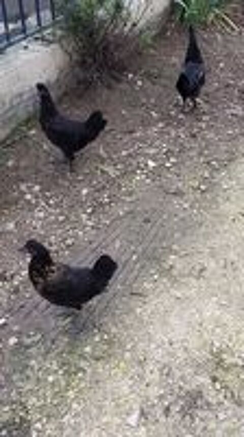   Mini poules 