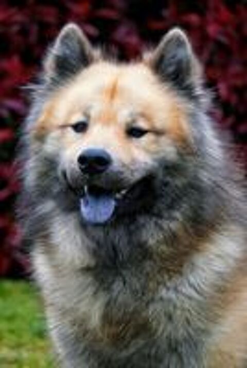   CHIOTS EURASIER 