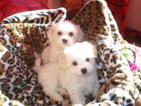   Magnifiques chiots bichons maltais  