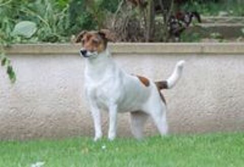   MAYA, tout juste 5 ans estimé, 10 kg, à l'adoption 