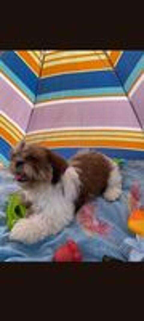   Adorable femelles Shih. Tzu 