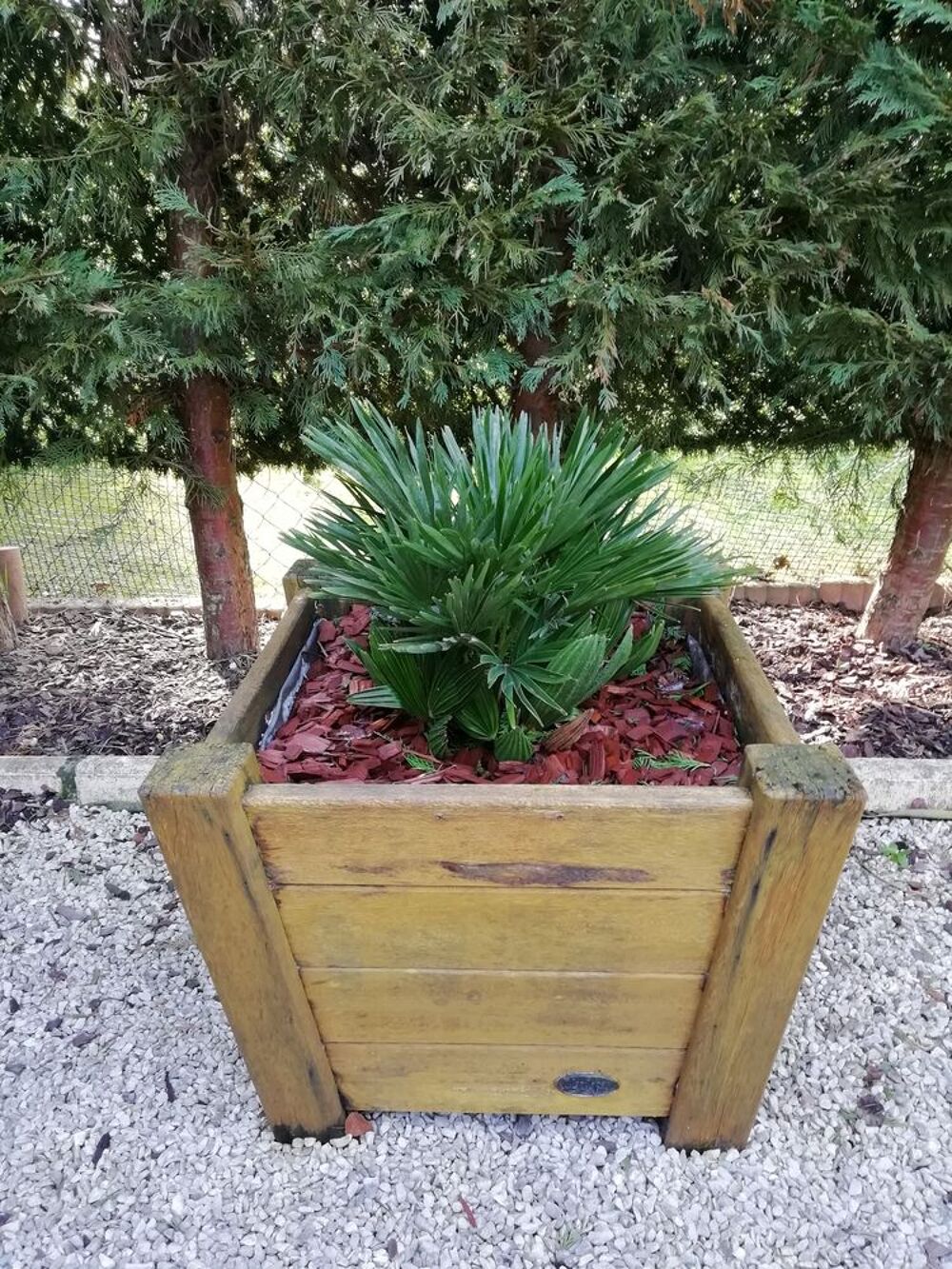 Plante dans leur bac en bois Jardin