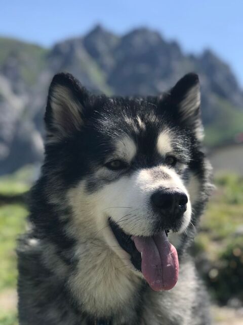Don de 2 malamutes 0 68910 Labaroche