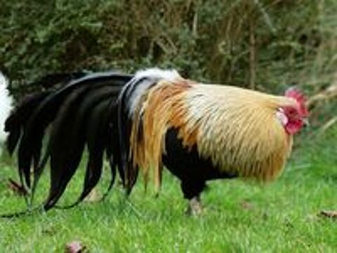   COLORADO, beau coq Phoenix Dor� � l'adoption 