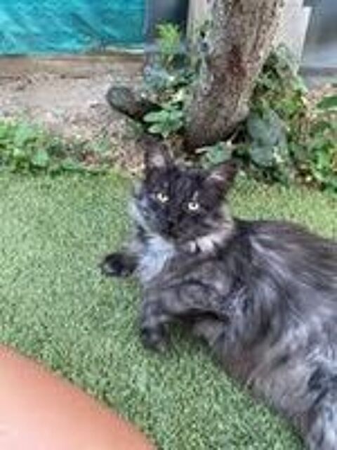   Chat MONTY  l adoption 