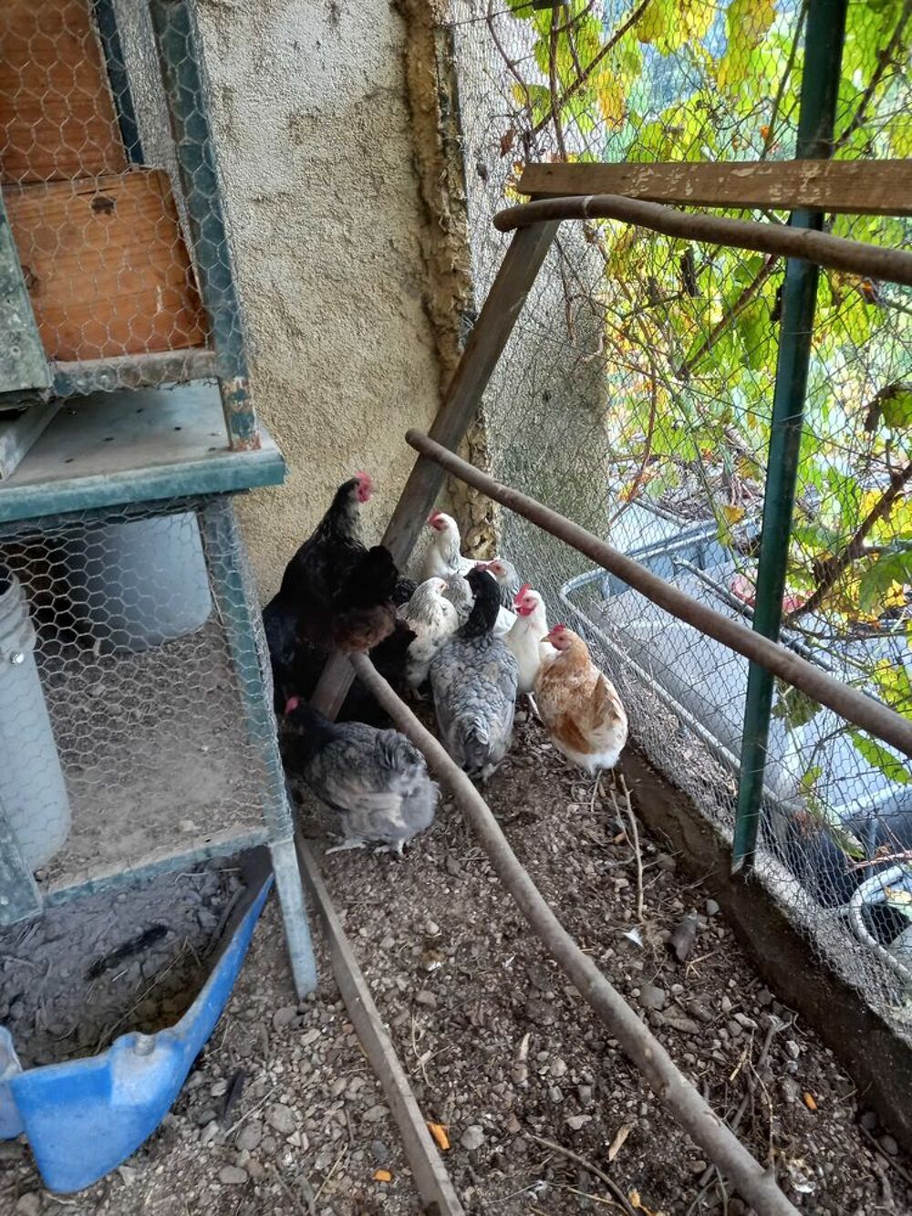Poules pondeuses Jardin