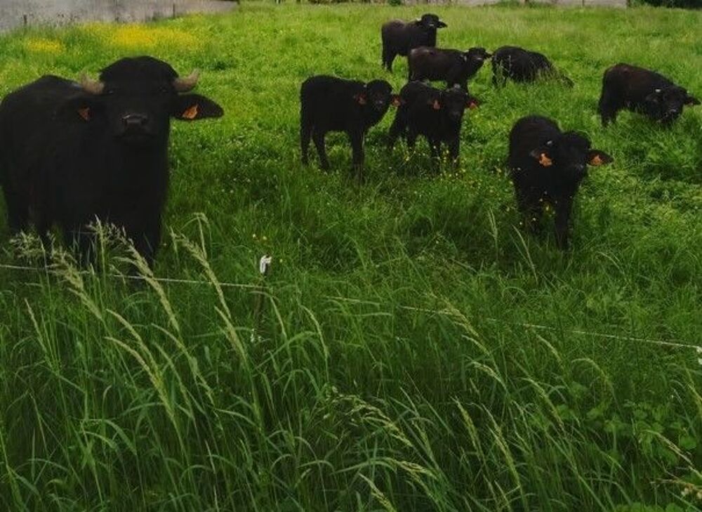   bufflonnes 