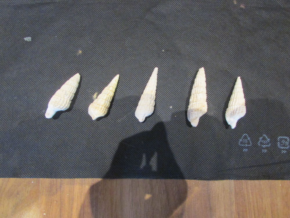 fossile de la r&eacute;gion de Bordeaux . 