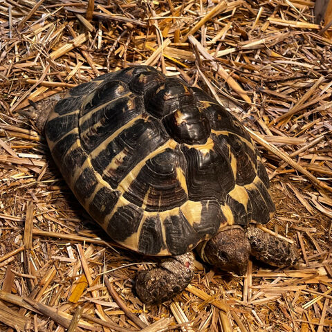 Tortue adulte 10 ans  80 13016 Marseille