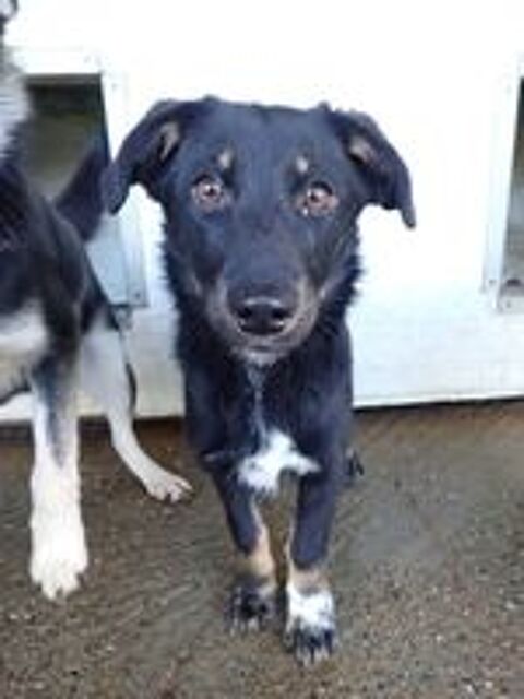   Dakota à l'adoption 