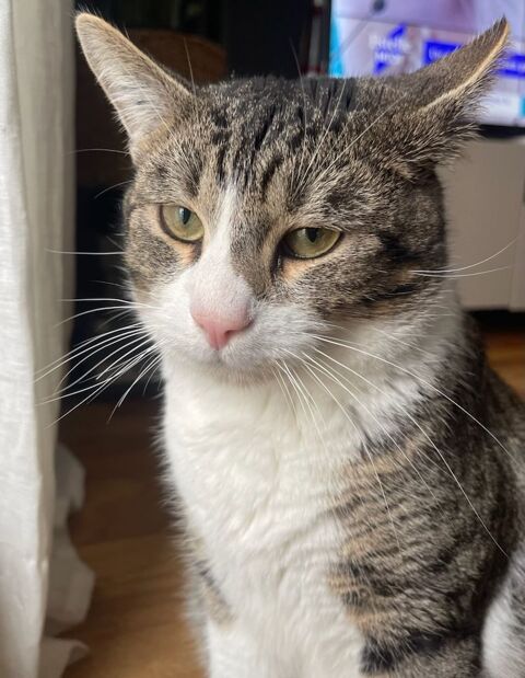 DOUILLET CHAT TIGRE BLANC 7 ANS 1/2 195 92260 Fontenay-aux-roses