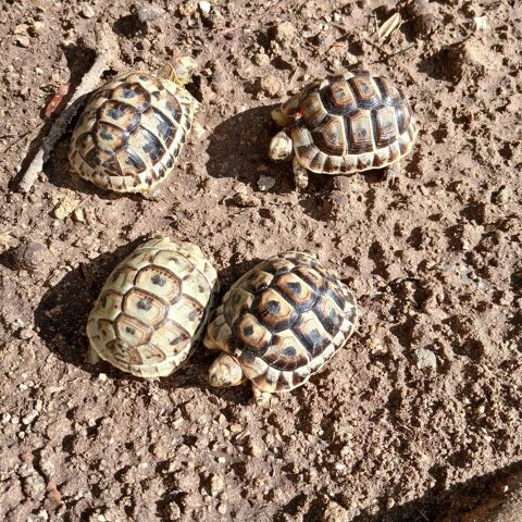 TORTUES GRECQUES 30 13570 Barbentane