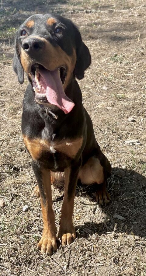 VERDI, beauceron 1 an 300 04300 Forcalquier