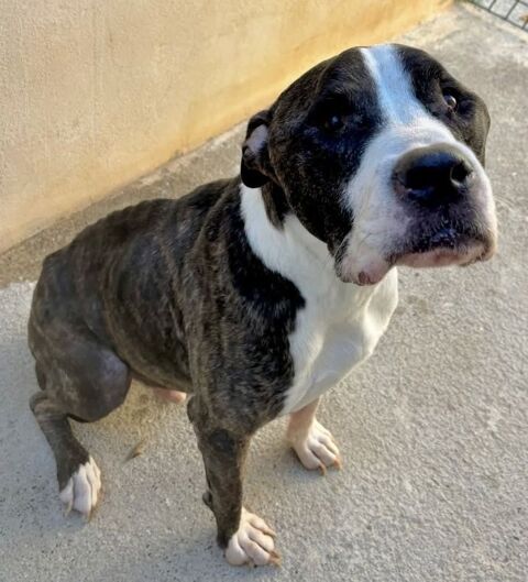 AGNEAU, type boston terrier, 10 ans SAUVETAGE 0 34500 B�ziers