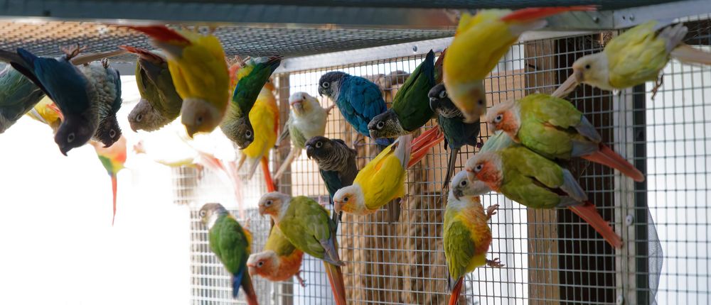   pyrrhura molinae / conure 