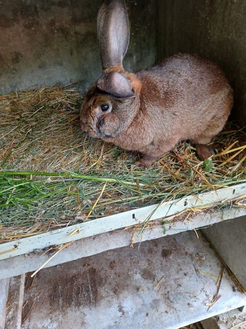 couple lapins reproducteurs de 1 an ( 2 portées ) 30 31380 Montjoire