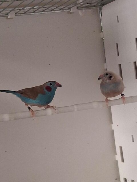 2-2 couple cordon bleu &agrave; joue rouge 160 03200 Abrest