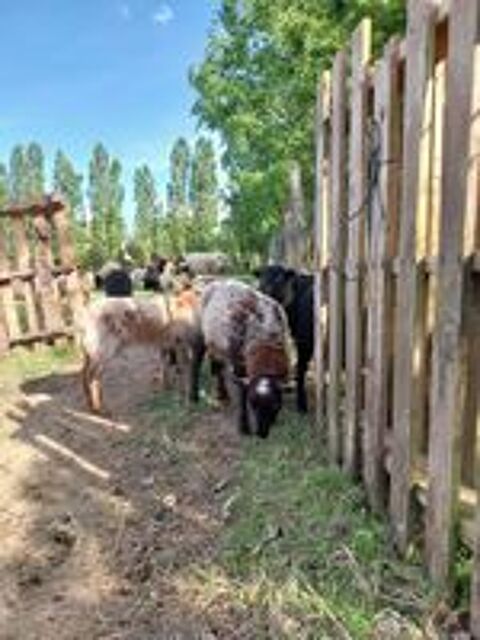   MOUTON / AGNEAUX OUESSANT 
