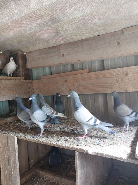 Pigeons voyageurs de l'année 20 80270 Belloy-saint-lonard