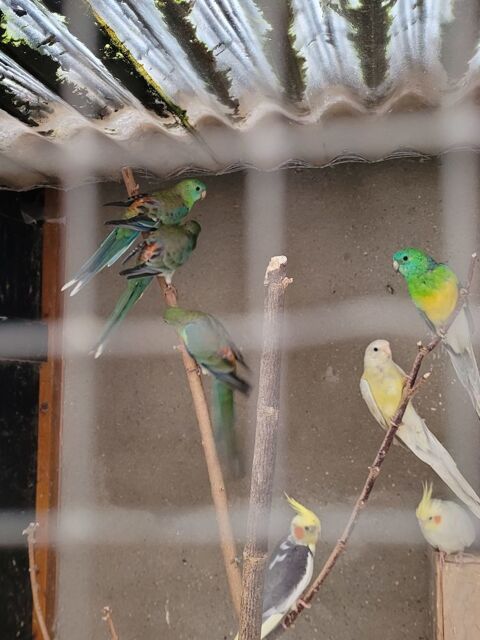 Oiseaux 30 60390 Auneuil