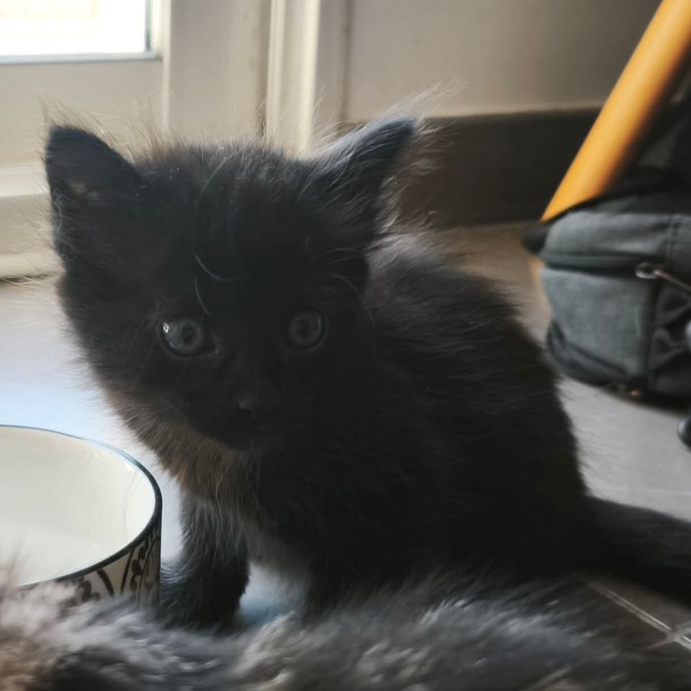   XIVO, joli chaton à l'adoption  