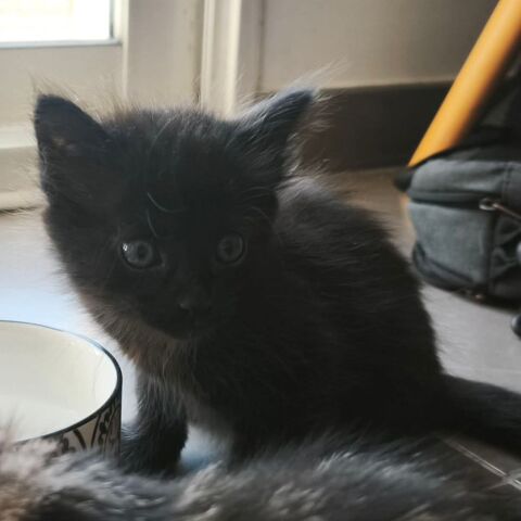XIVO, joli chaton &agrave; l'adoption 1 26290 Donzère