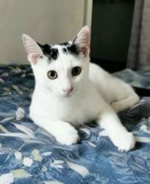   Orus adorable chaton 4 mois cherche famille 