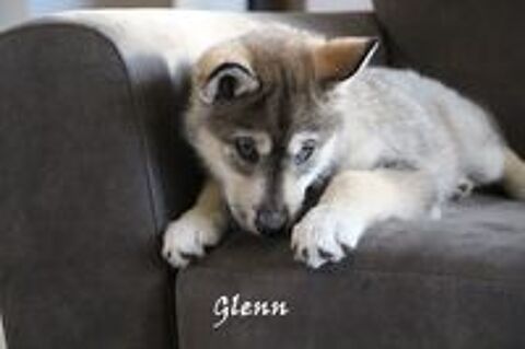   Chiots husky x chien-loup amricain  