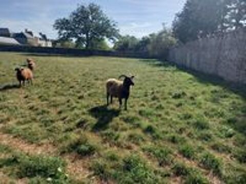   Brebis shetland et son agnelle 