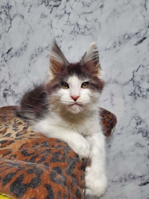 Chatons maine coon loof 1500 77640 Jouarre