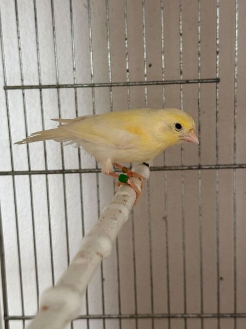 2 Canari jaune 30 93330 Neuilly-sur-marne