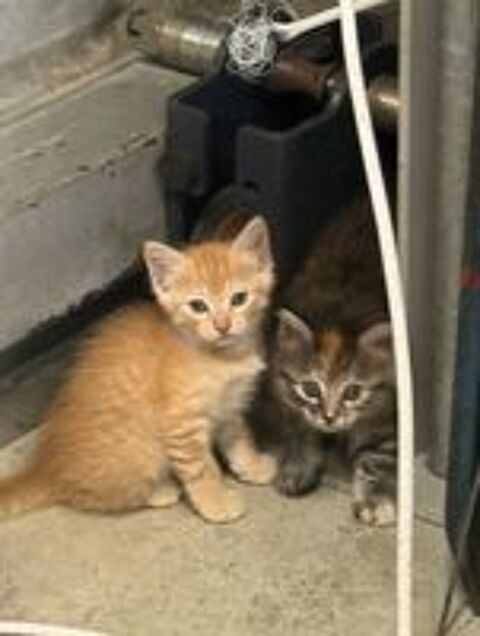   chaton a adopter 