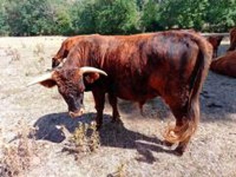   vache 