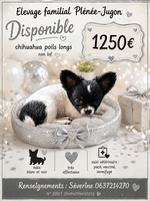   Disponible chihuahua non lof poils longs 