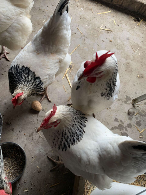 3 poules sussex née en mai 2022 15 67118 Geispolsheim