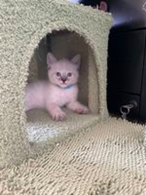   CHATONS SIBERIENS NEVA MASQUERADE LOOF 
