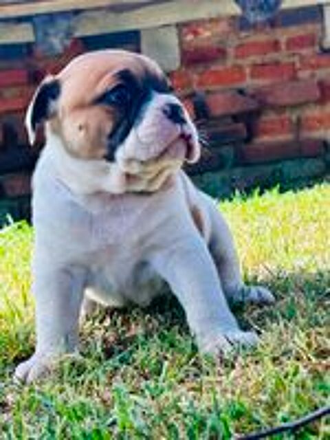   Chiots Bulldog continental  
