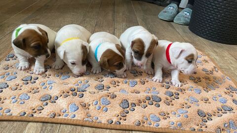 Jolis chiots Jack Russell 650 45420 Dammarie-en-puisaye