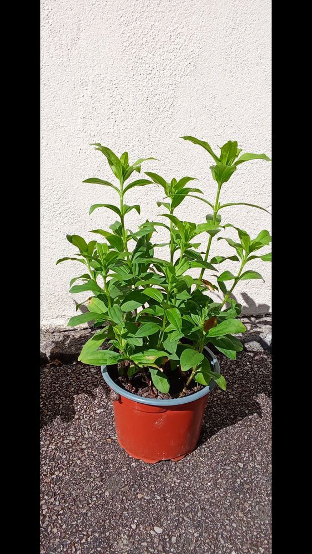 2 pots de SAPONAIRES ROSES (PLANTES A SAVON) Jardin