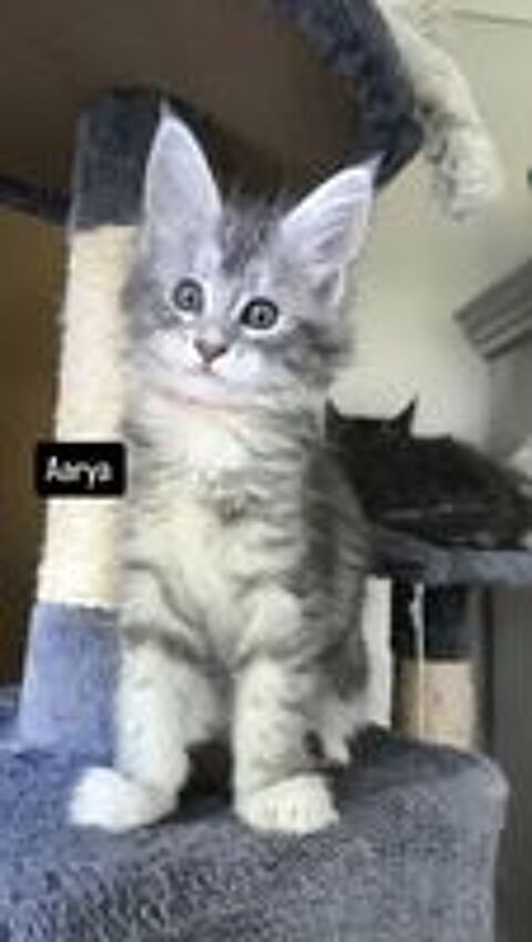   Chatons Maine coon  