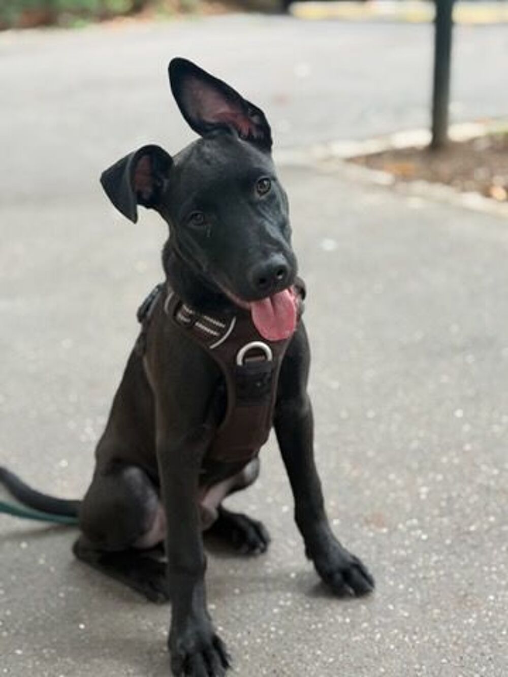   Brownie,4 mois,à l'adoption département 94 