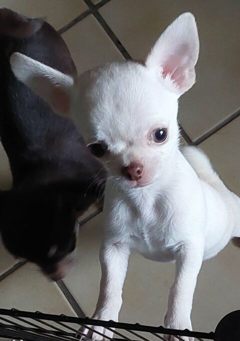 Chiots chihuahua poils longs et poils courts 1200 89160 Ancy-le-franc