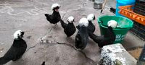   Poules naines d'ornement pure race hollandaise noire hupp 