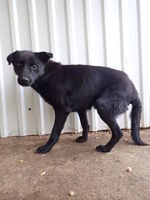   Blacky à l'adoption 